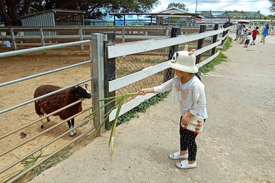 台東卑南｜初鹿牧場，幅員遼闊的親子旅遊景點，滾草區、餵食區、動物區、森林浴區 @飛天璇的口袋