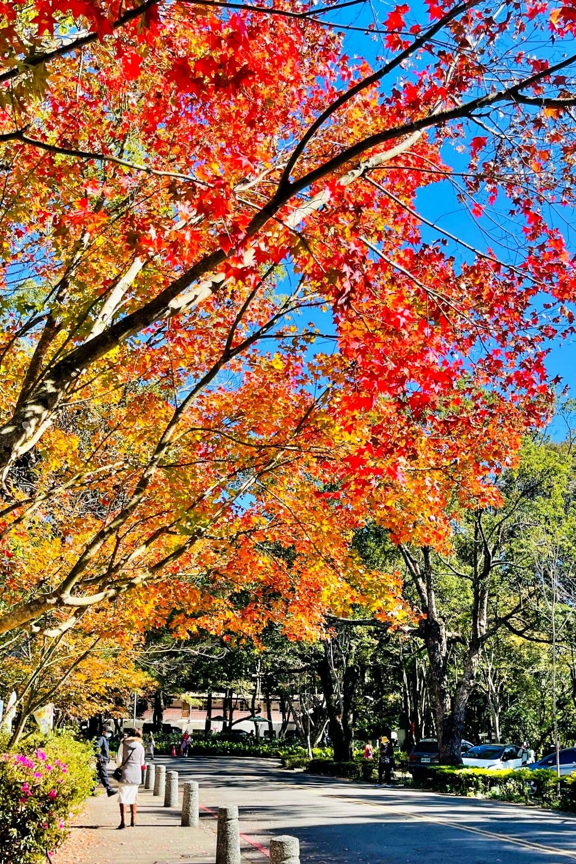 【南投仁愛】奧萬大一日遊,台灣最美的賞楓盛地,體驗最豐富的生態資源,分享12/11最新楓況 @飛天璇的口袋 【南投仁愛】奧萬大一日遊,台灣最美的賞楓盛地,體驗最豐富的生態資源,分享12/11最新楓況 @飛天璇的口袋
