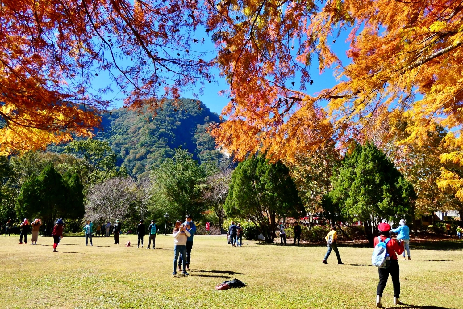 【南投仁愛】奧萬大一日遊,台灣最美的賞楓盛地,體驗最豐富的生態資源,分享12/11最新楓況 @飛天璇的口袋 【南投仁愛】奧萬大一日遊,台灣最美的賞楓盛地,體驗最豐富的生態資源,分享12/11最新楓況 @飛天璇的口袋
