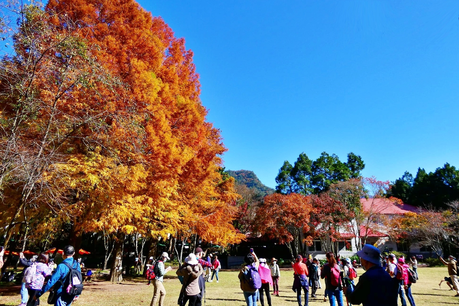 【南投仁愛】奧萬大一日遊，台灣最美的賞楓盛地，體驗最豐富的生態資源，分享12/11最新楓況 @飛天璇的口袋