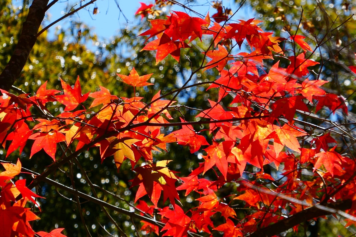 【南投仁愛】奧萬大一日遊，台灣最美的賞楓盛地，體驗最豐富的生態資源，分享12/11最新楓況 @飛天璇的口袋