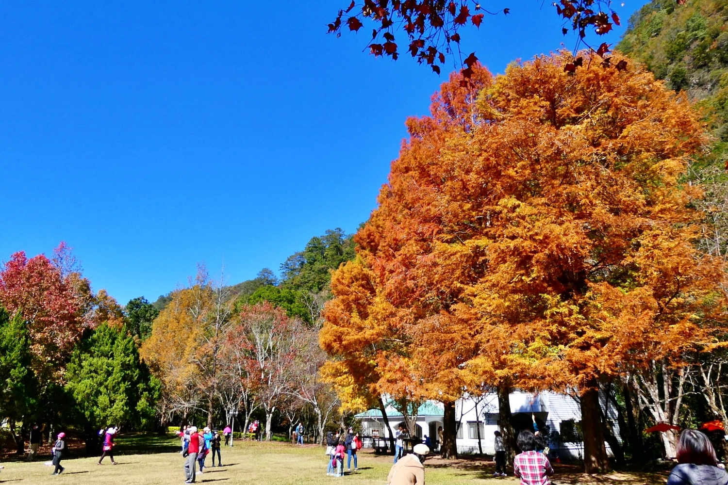 【南投仁愛】奧萬大一日遊,台灣最美的賞楓盛地,體驗最豐富的生態資源,分享12/11最新楓況 @飛天璇的口袋 【南投仁愛】奧萬大一日遊,台灣最美的賞楓盛地,體驗最豐富的生態資源,分享12/11最新楓況 @飛天璇的口袋
