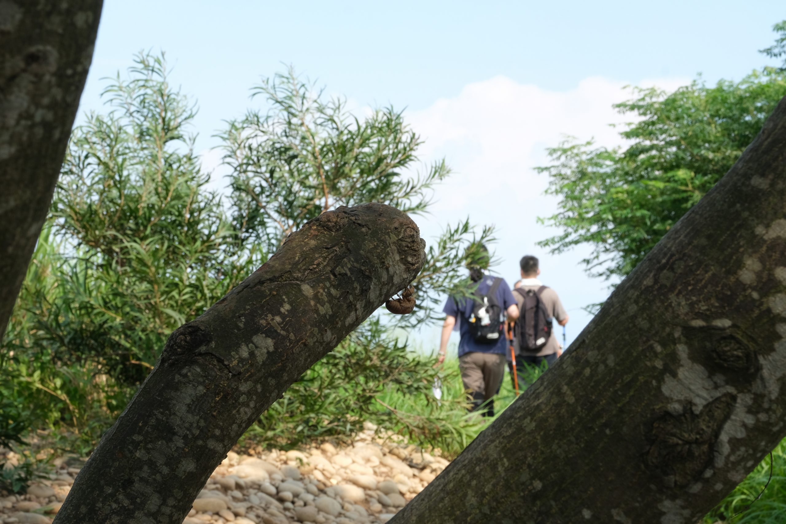 【台中烏日】知高圳步道，延途林蔭、石板路和木棧道，輕鬆360度遠眺台中美景 @飛天璇的口袋