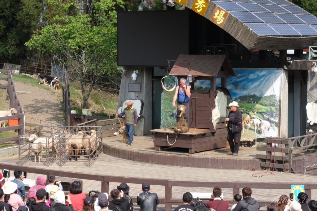 南投仁愛|清境農場.在台灣看到紐西蘭綿羊秀,2025櫻花盛開中 @飛天璇的口袋 南投仁愛|清境農場.在台灣看到紐西蘭綿羊秀,2025櫻花盛開中 @飛天璇的口袋