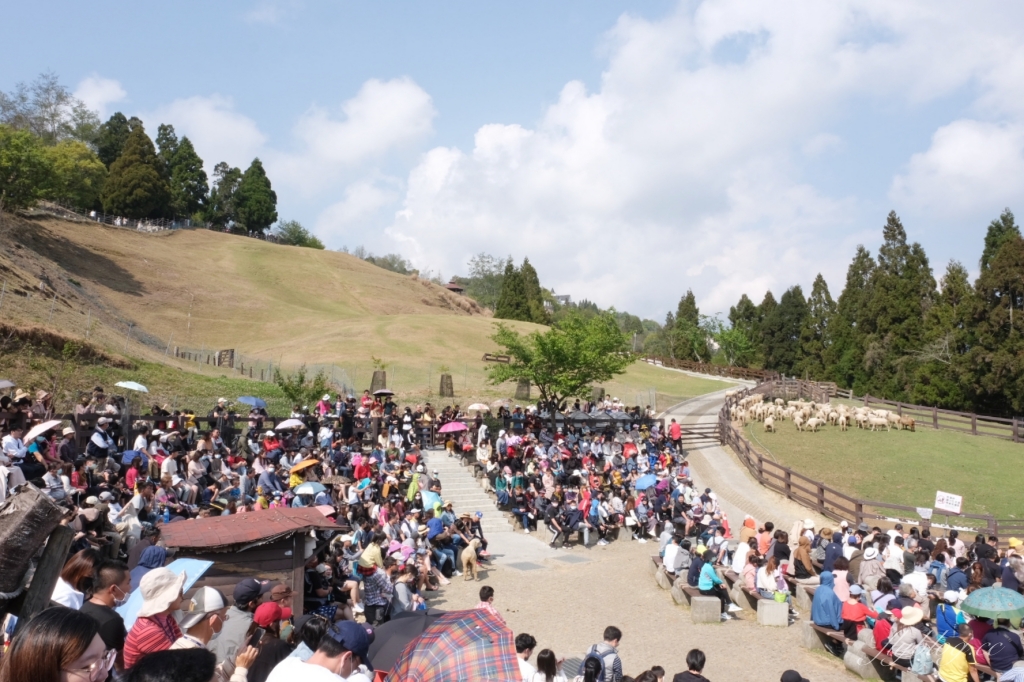南投仁愛|清境農場.在台灣看到紐西蘭綿羊秀,2025櫻花盛開中 @飛天璇的口袋 南投仁愛|清境農場.在台灣看到紐西蘭綿羊秀,2025櫻花盛開中 @飛天璇的口袋