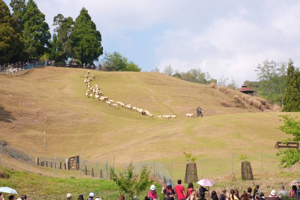 南投仁愛｜清境一日遊．台灣阿爾卑斯山，在青青草原看綿羊秀，挑戰台灣最高天空步道 @飛天璇的口袋