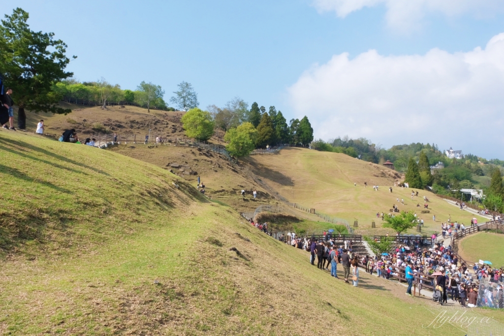 南投仁愛|清境農場.在台灣看到紐西蘭綿羊秀,2025櫻花盛開中 @飛天璇的口袋 南投仁愛|清境農場.在台灣看到紐西蘭綿羊秀,2025櫻花盛開中 @飛天璇的口袋