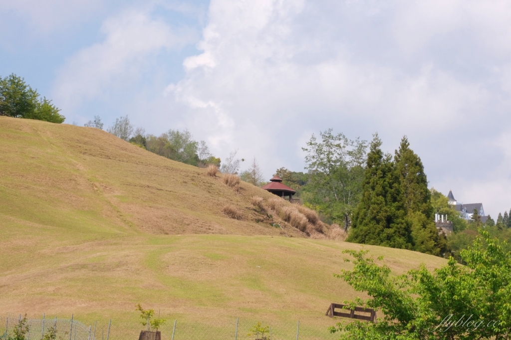 南投仁愛|清境農場.在台灣看到紐西蘭綿羊秀,2025櫻花盛開中 @飛天璇的口袋 南投仁愛|清境農場.在台灣看到紐西蘭綿羊秀,2025櫻花盛開中 @飛天璇的口袋