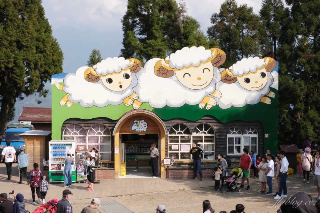 南投仁愛|清境農場.在台灣看到紐西蘭綿羊秀,2025櫻花盛開中 @飛天璇的口袋 南投仁愛|清境農場.在台灣看到紐西蘭綿羊秀,2025櫻花盛開中 @飛天璇的口袋