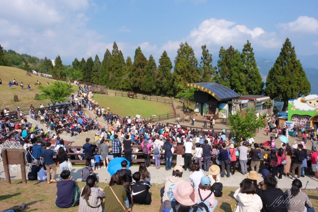南投仁愛|清境農場.在台灣看到紐西蘭綿羊秀,2025櫻花盛開中 @飛天璇的口袋 南投仁愛|清境農場.在台灣看到紐西蘭綿羊秀,2025櫻花盛開中 @飛天璇的口袋
