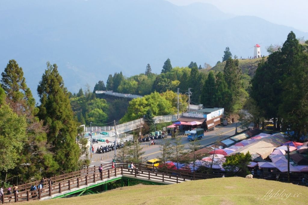 南投仁愛|清境農場.在台灣看到紐西蘭綿羊秀,2025櫻花盛開中 @飛天璇的口袋 南投仁愛|清境農場.在台灣看到紐西蘭綿羊秀,2025櫻花盛開中 @飛天璇的口袋