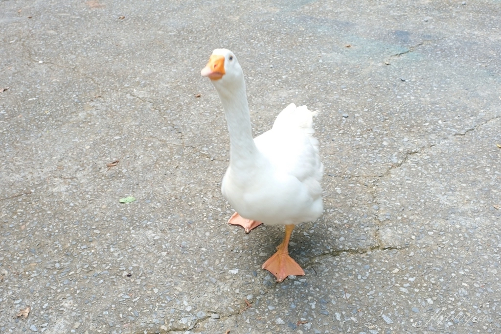 苗栗大湖|湖畔花時間.依山傍水的景觀民宿,還有療癒的露天溫泉 @飛天璇的口袋 苗栗大湖|湖畔花時間.依山傍水的景觀民宿,還有療癒的露天溫泉 @飛天璇的口袋