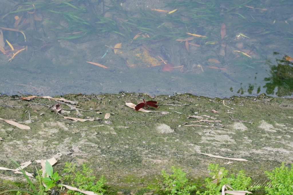 【台中烏日】知高圳步道，延途林蔭、石板路和木棧道，輕鬆360度遠眺台中美景 @飛天璇的口袋