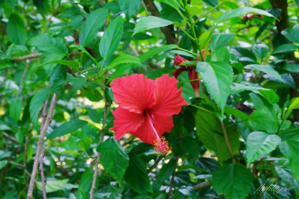 【台中烏日】知高圳步道，延途林蔭、石板路和木棧道，輕鬆360度遠眺台中美景 @飛天璇的口袋