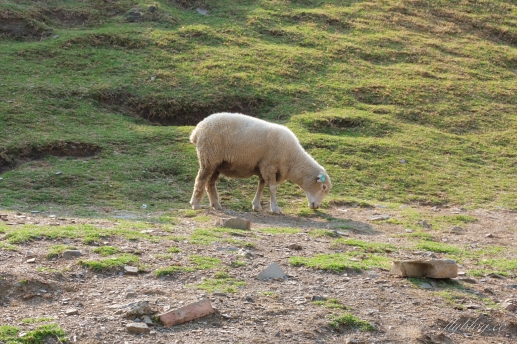 南投仁愛｜清境一日遊．台灣阿爾卑斯山，在青青草原看綿羊秀，挑戰台灣最高天空步道 @飛天璇的口袋