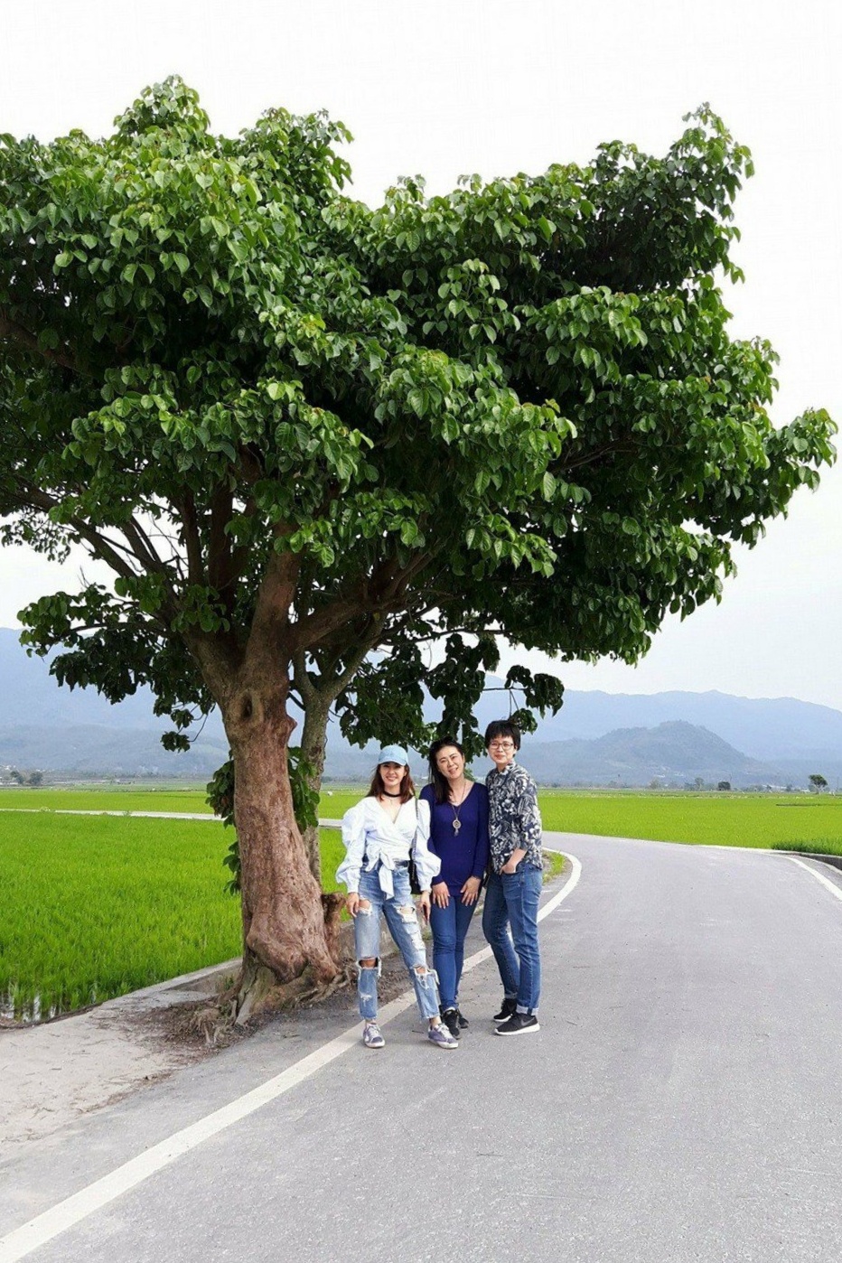 台東池上｜伯朗大道，台東最夯的打卡點天堂之路，男神金城武拍攝廣告的金城武樹 @飛天璇的口袋