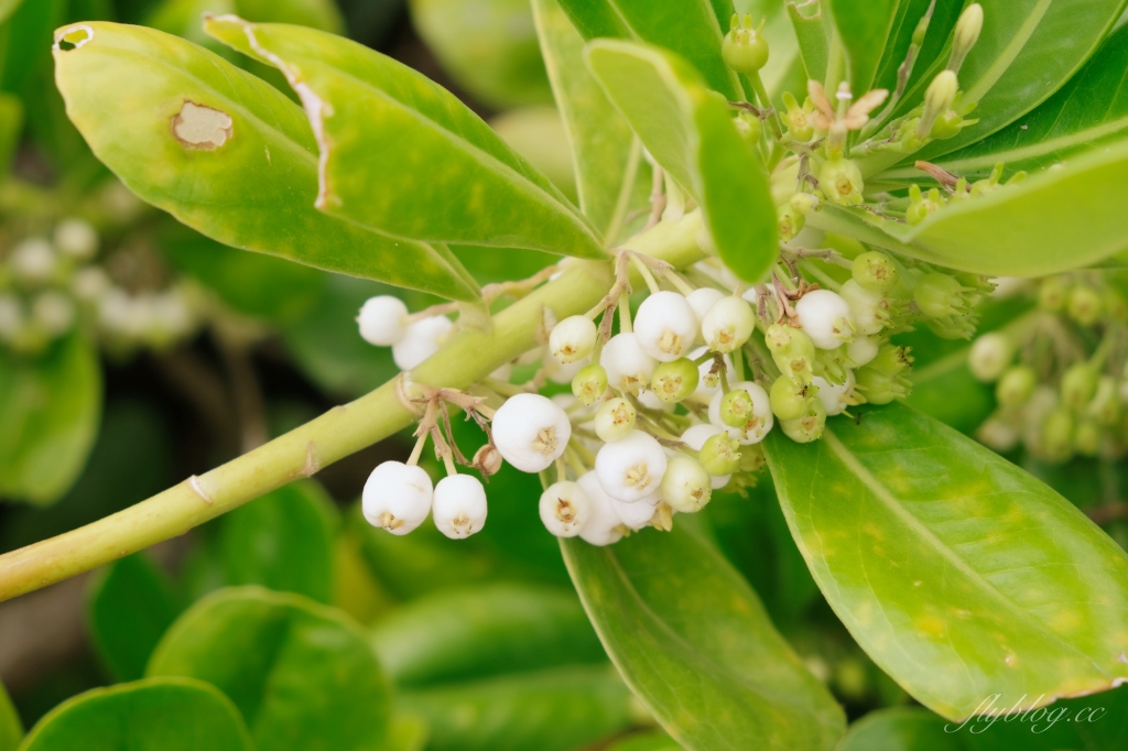 台東成功｜三仙台．火山噴發而出的小島，東台灣最熱門的旅遊景點 @飛天璇的口袋