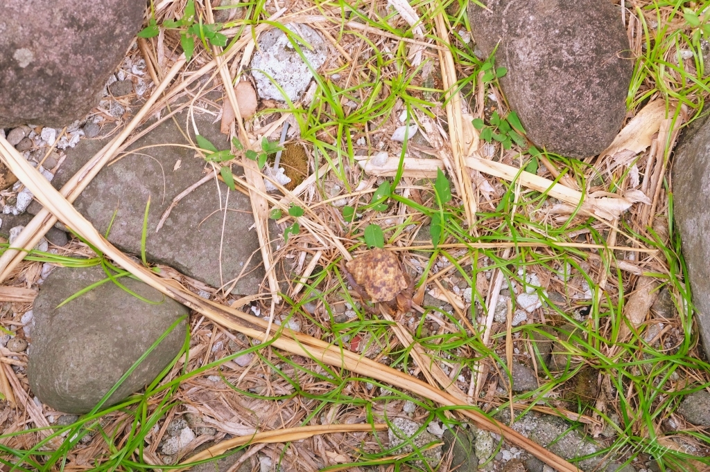 台東成功｜三仙台．火山噴發而出的小島，東台灣最熱門的旅遊景點 @飛天璇的口袋