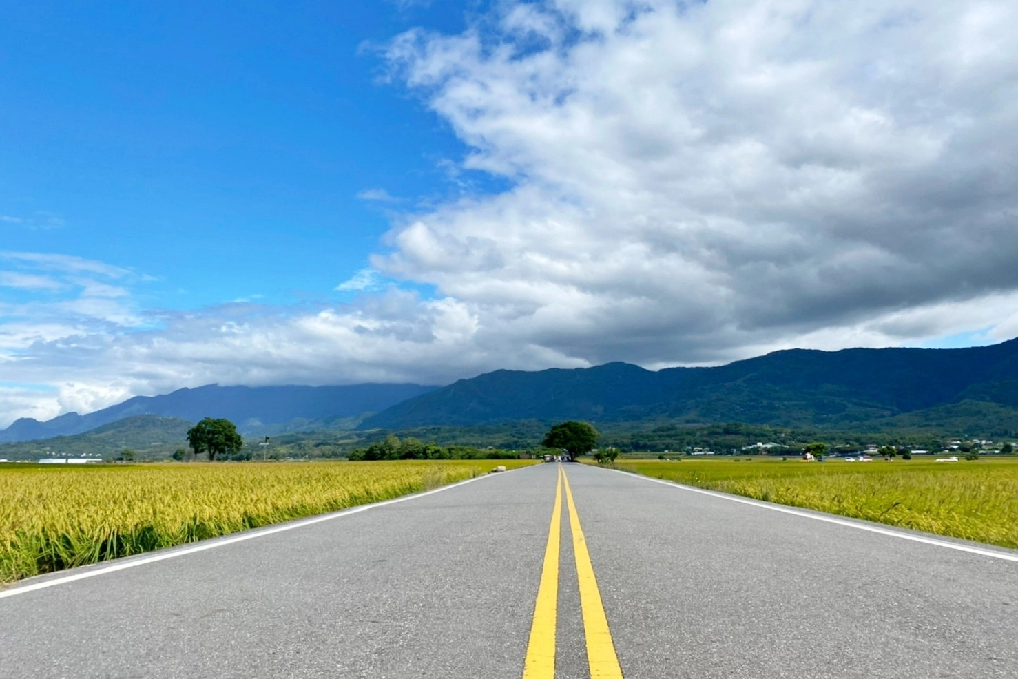 台東池上｜伯朗大道，台東最夯的打卡點天堂之路，男神金城武拍攝廣告的金城武樹 @飛天璇的口袋