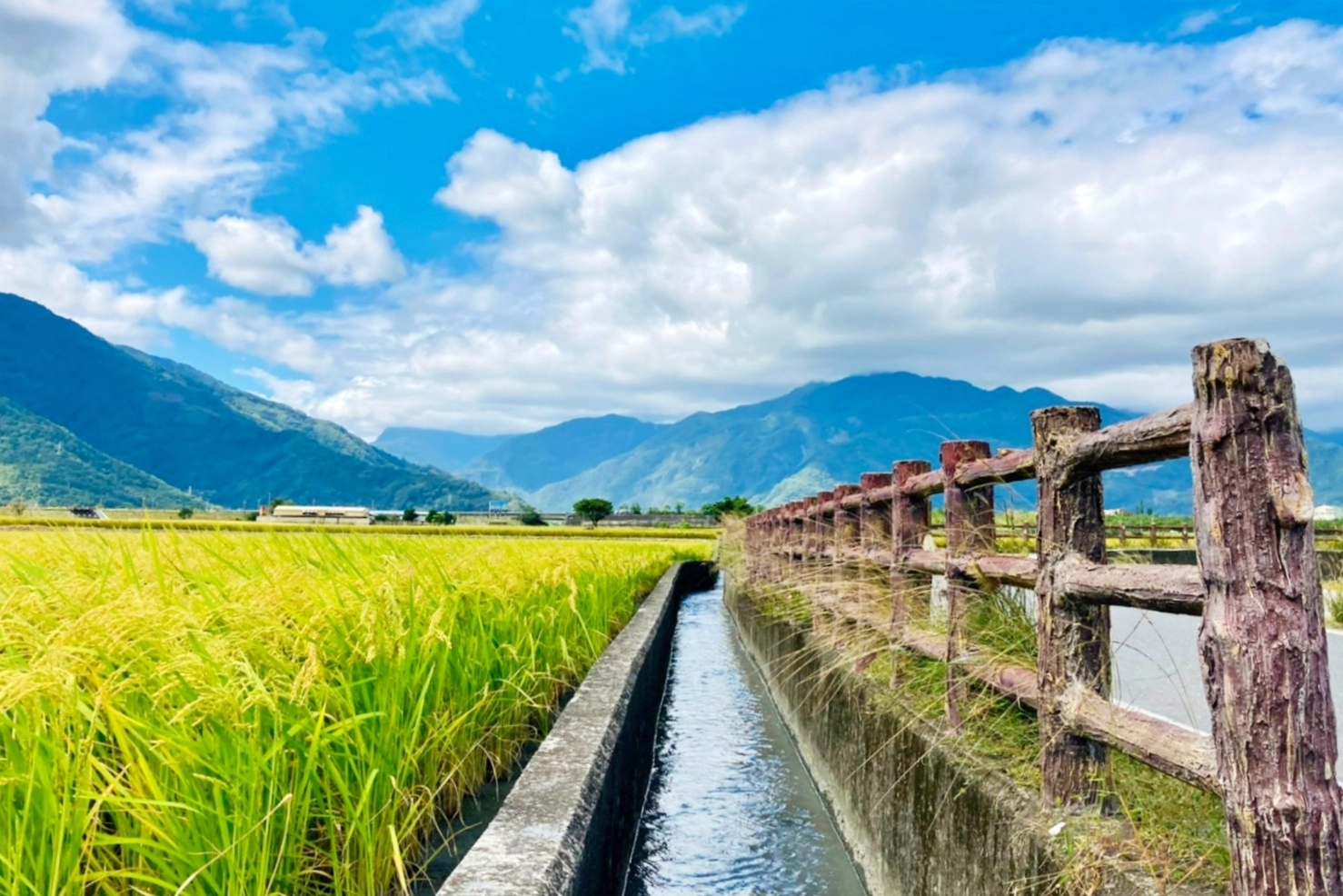 台東池上｜伯朗大道，台東最夯的打卡點天堂之路，男神金城武拍攝廣告的金城武樹 @飛天璇的口袋