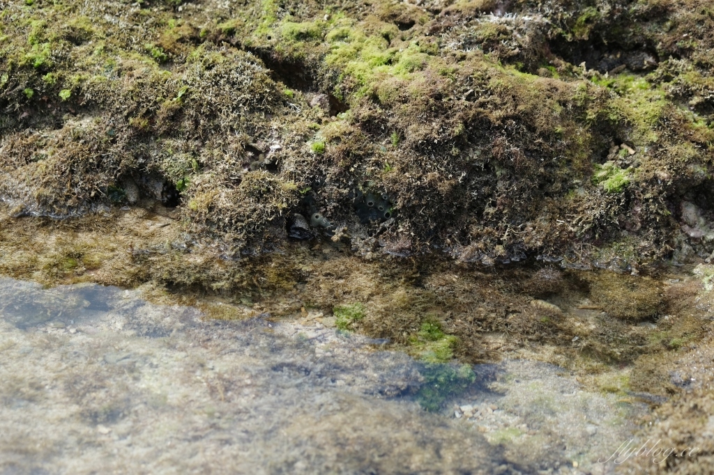 後壁湖潮間帶|富有豐富生態的墾丁秘境,認識海洋小生物最好的地點 @飛天璇的口袋 後壁湖潮間帶|富有豐富生態的墾丁秘境,認識海洋小生物最好的地點 @飛天璇的口袋
