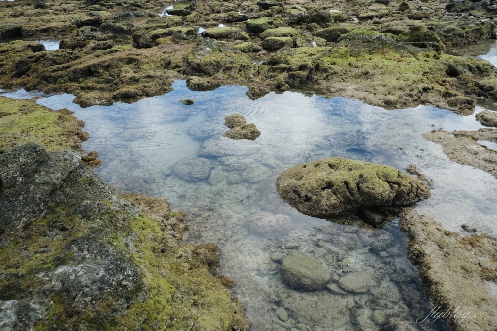 後壁湖潮間帶｜富有豐富生態的墾丁秘境，認識海洋小生物最好的地點 @飛天璇的口袋