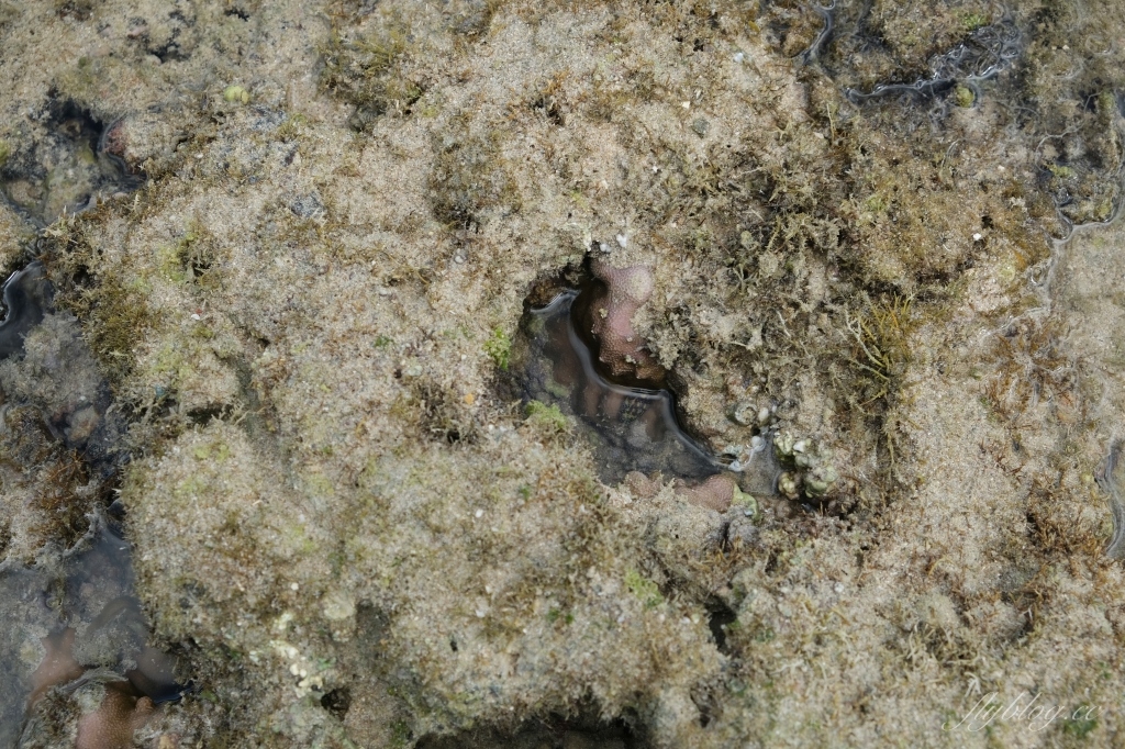 後壁湖潮間帶｜富有豐富生態的墾丁秘境，認識海洋小生物最好的地點 @飛天璇的口袋