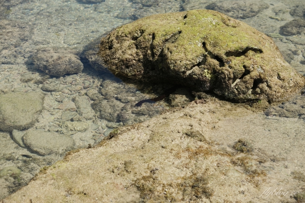 後壁湖潮間帶|富有豐富生態的墾丁秘境,認識海洋小生物最好的地點 @飛天璇的口袋 後壁湖潮間帶|富有豐富生態的墾丁秘境,認識海洋小生物最好的地點 @飛天璇的口袋