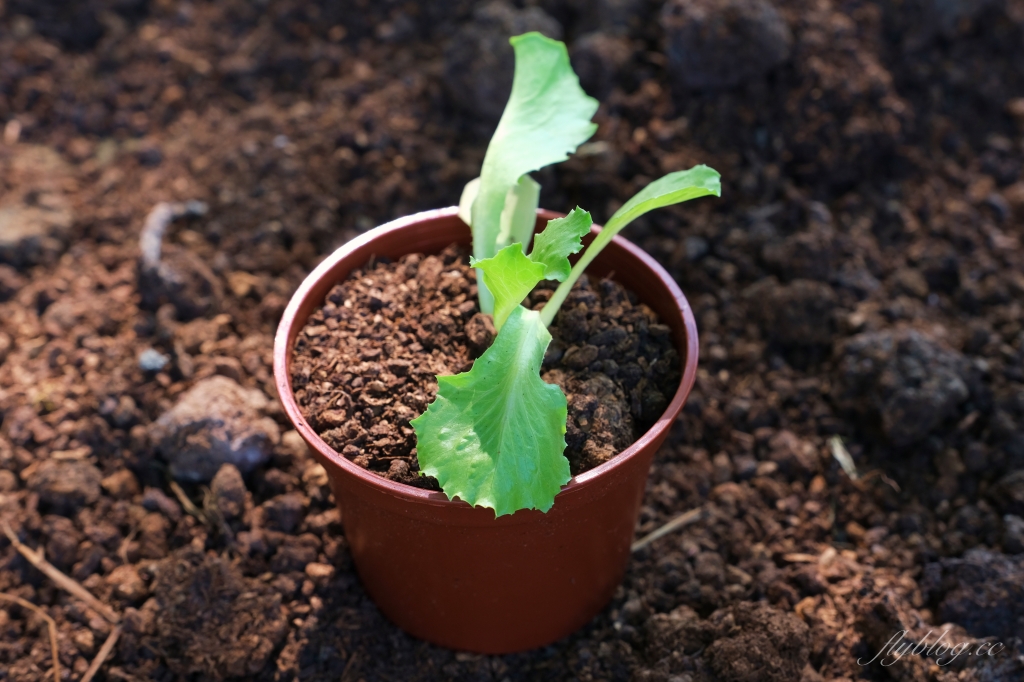 沐卉親子農場|落羽松手划船、溜滑梯戲水池、手作DIY、沙坑露營,彰化假日親子出遊地方 @飛天璇的口袋 沐卉親子農場|落羽松手划船、溜滑梯戲水池、手作DIY、沙坑露營,彰化假日親子出遊地方 @飛天璇的口袋