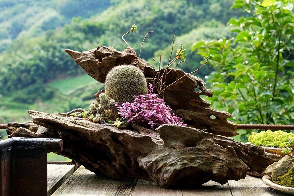 阿將的家23咖啡館｜阿里山下的秘境咖啡館，仿佛進入宮崎駿電影的吉卜力世界 @飛天璇的口袋