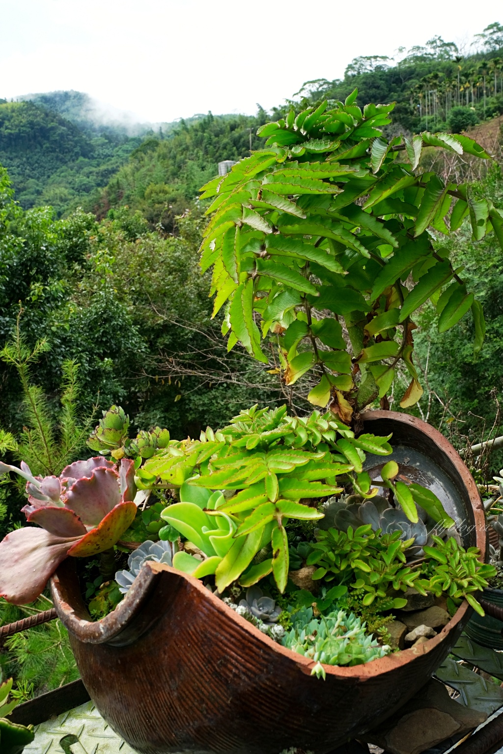 阿將的家23咖啡館｜阿里山下的秘境咖啡館，仿佛進入宮崎駿電影的吉卜力世界 @飛天璇的口袋