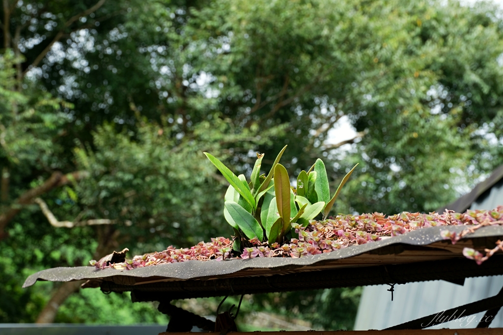 阿將的家23咖啡館｜阿里山下的秘境咖啡館，仿佛進入宮崎駿電影的吉卜力世界 @飛天璇的口袋
