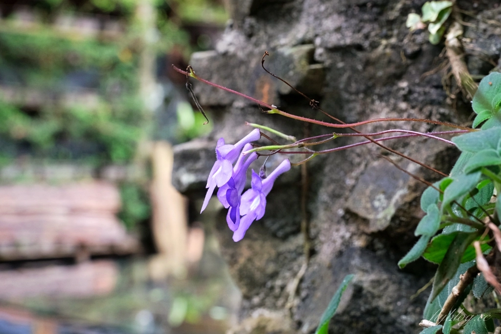 阿將的家23咖啡館｜阿里山下的秘境咖啡館，仿佛進入宮崎駿電影的吉卜力世界 @飛天璇的口袋