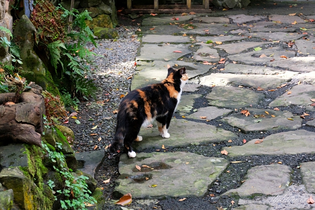 阿將的家23咖啡館｜阿里山下的秘境咖啡館，仿佛進入宮崎駿電影的吉卜力世界 @飛天璇的口袋