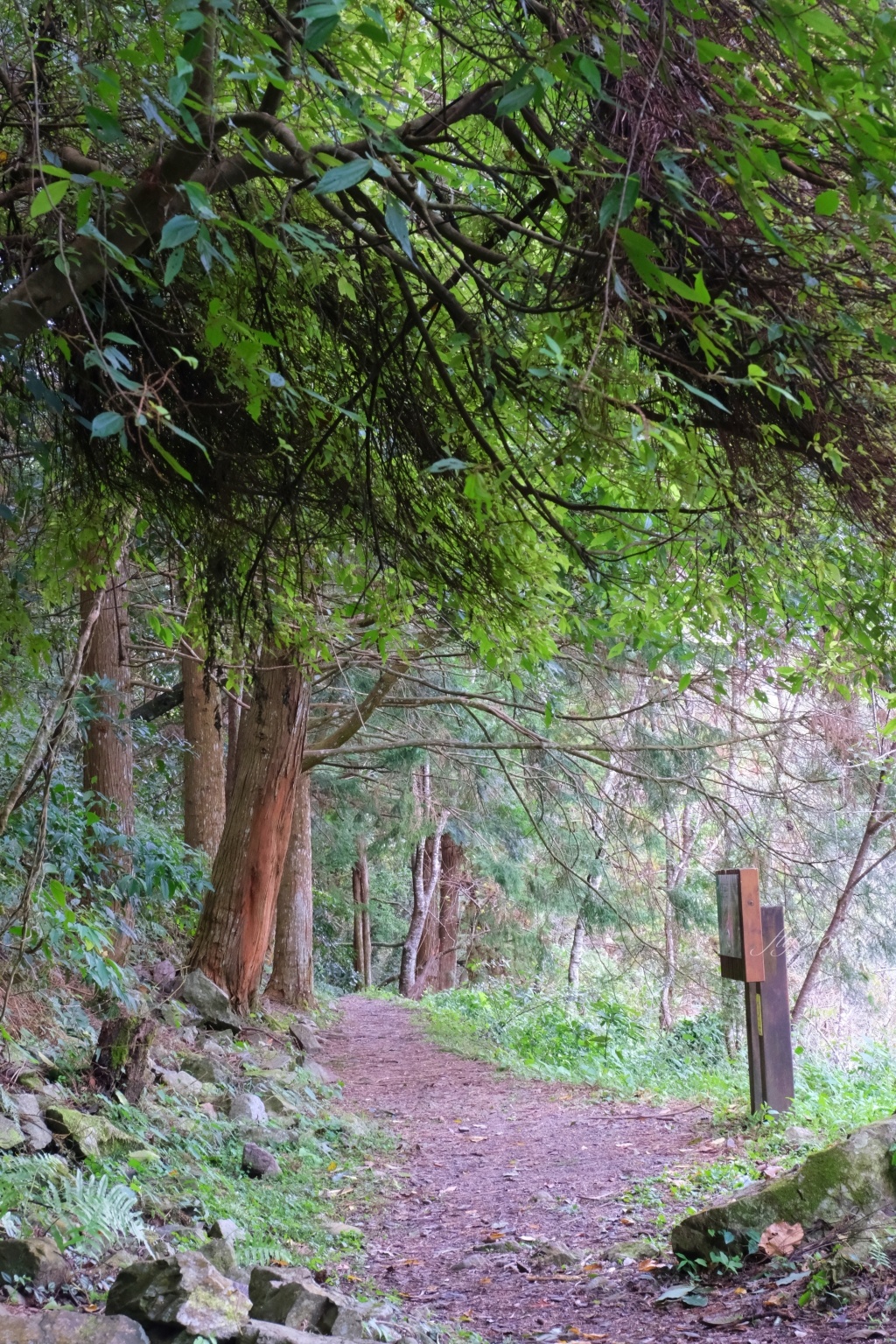 台中和平｜八仙山國家森林遊樂區．山林裡的兒童戲水池，群山環繞優美森林步道 @飛天璇的口袋