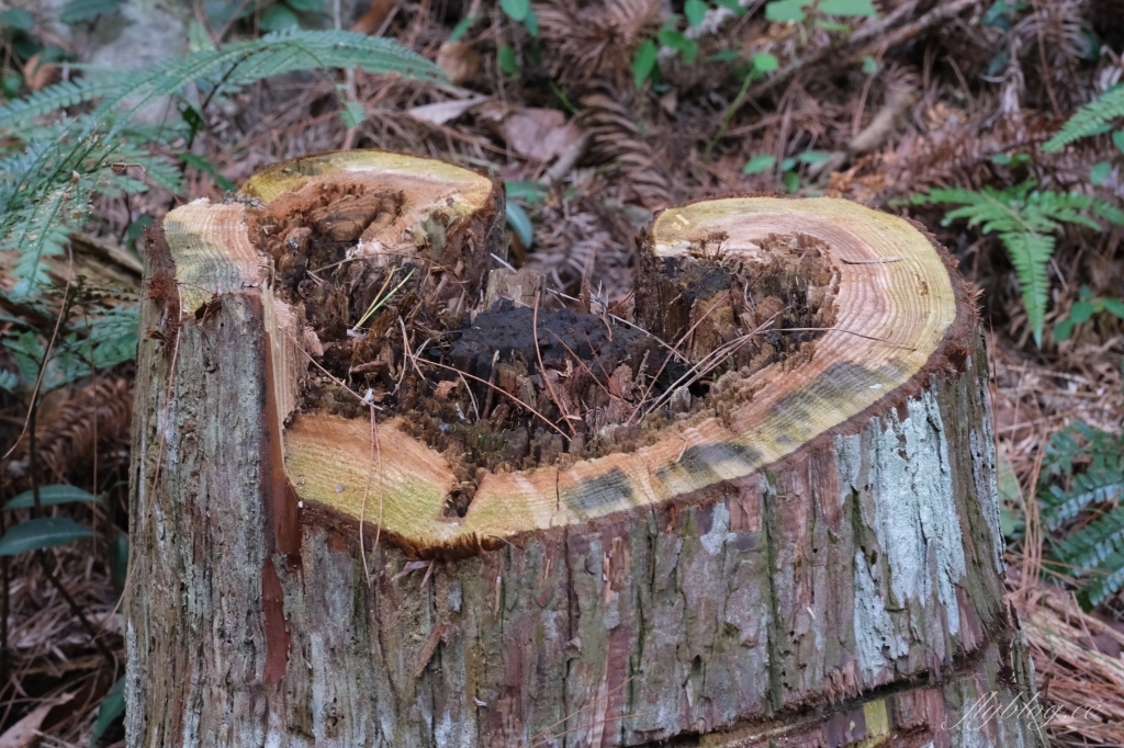 台中和平｜八仙山國家森林遊樂區．山林裡的兒童戲水池，群山環繞優美森林步道 @飛天璇的口袋