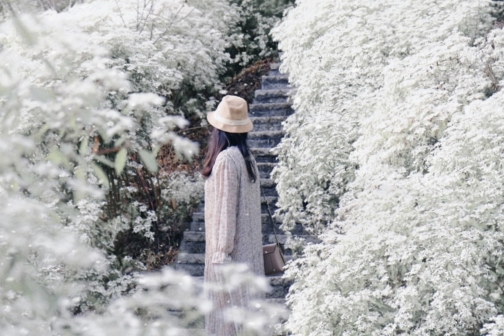 台中新社｜沐心泉白雪木季．台中也下雪囉！體驗仿佛置身浪漫異國雪地 @飛天璇的口袋