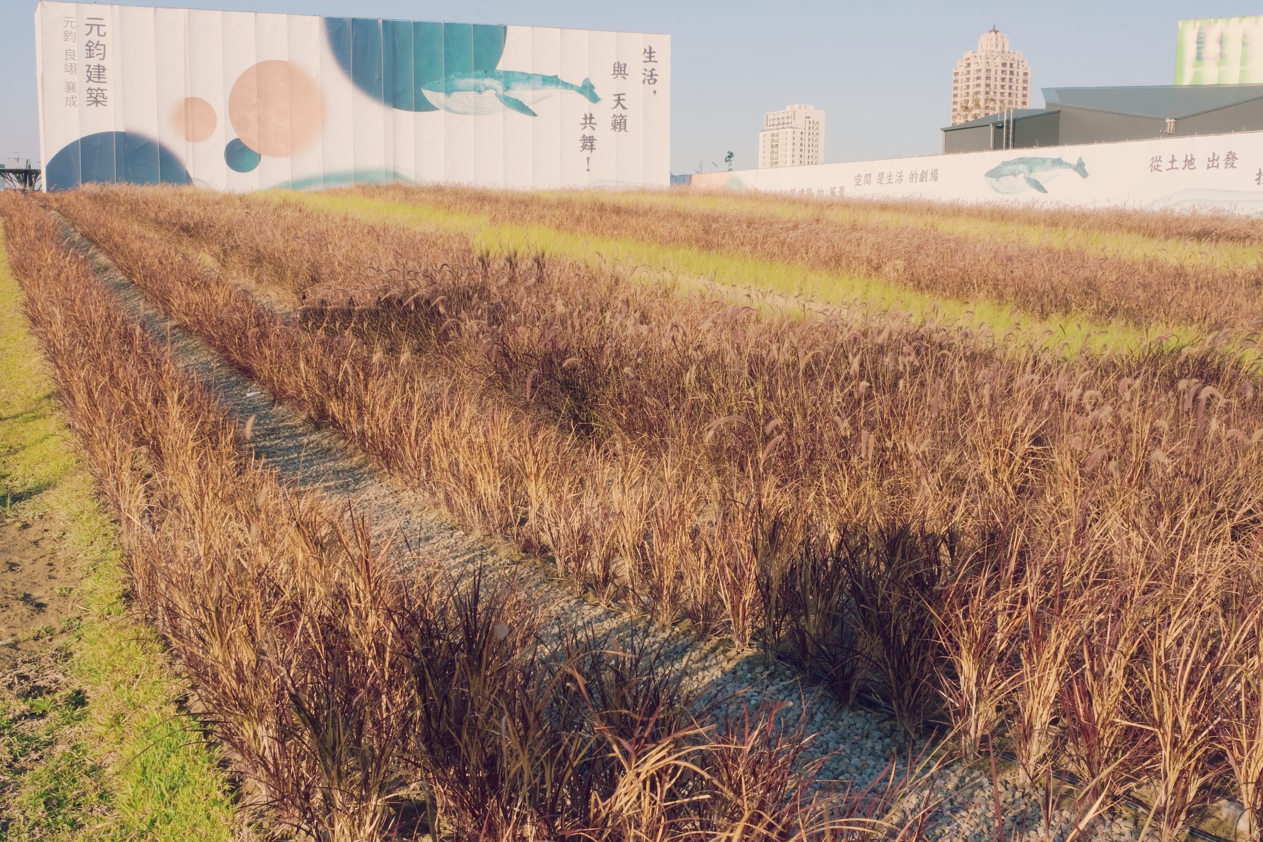 【台中北屯】紅色秘境夢幻園圃，隱身於十四期的紅色狼尾草花海，浪漫又好拍的IG小秘境 @飛天璇的口袋