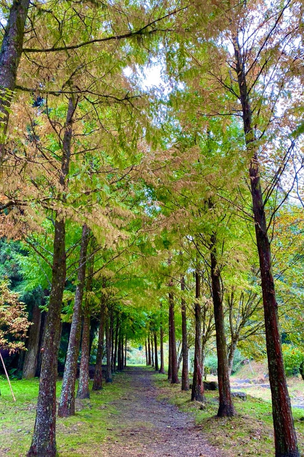 杉林溪森林生態渡假園區｜海拔1800公尺的山林美景，欣賞大自然的鬼斧神工 @飛天璇的口袋