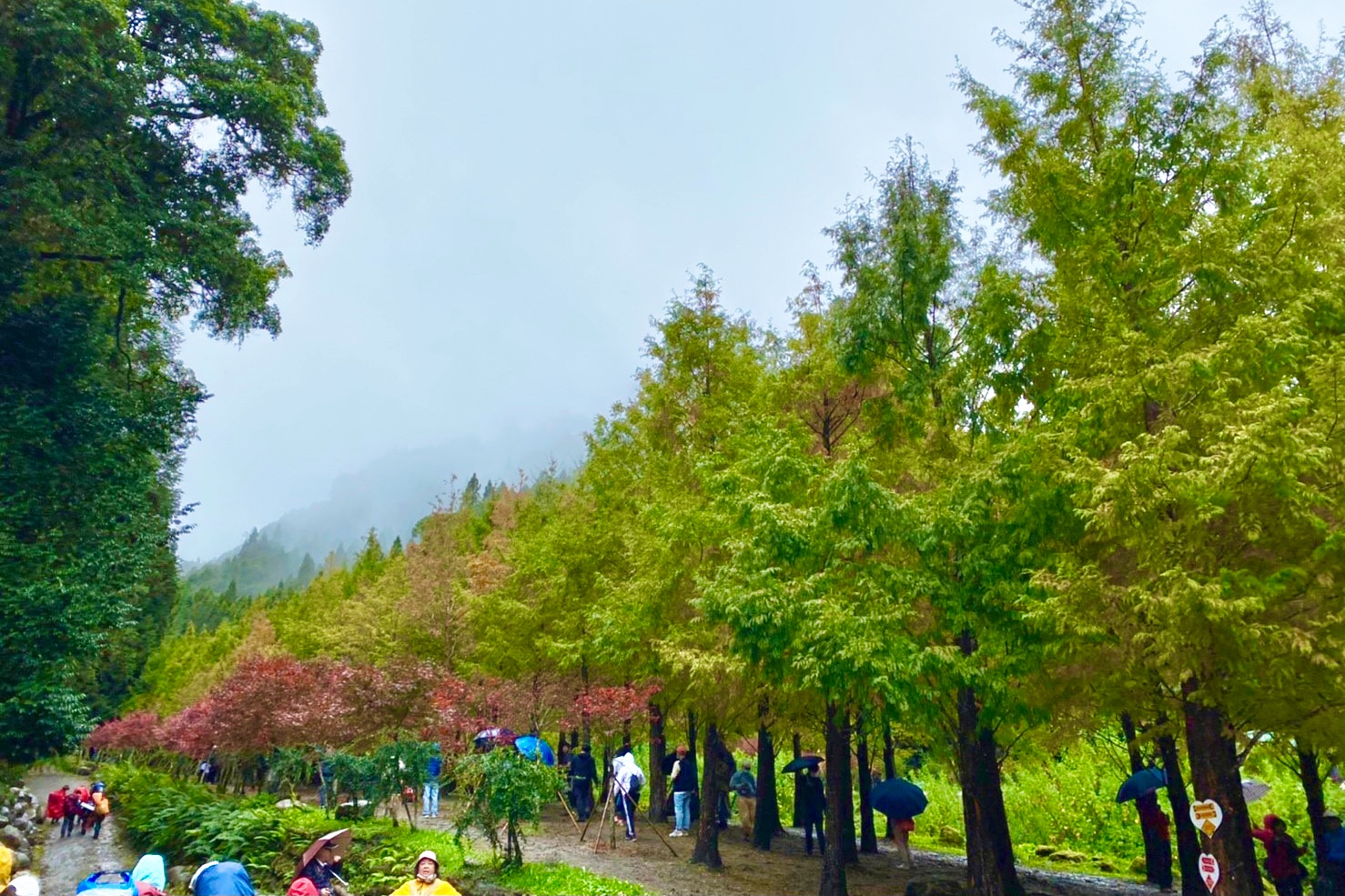 杉林溪森林生態渡假園區｜海拔1800公尺的山林美景，欣賞大自然的鬼斧神工 @飛天璇的口袋