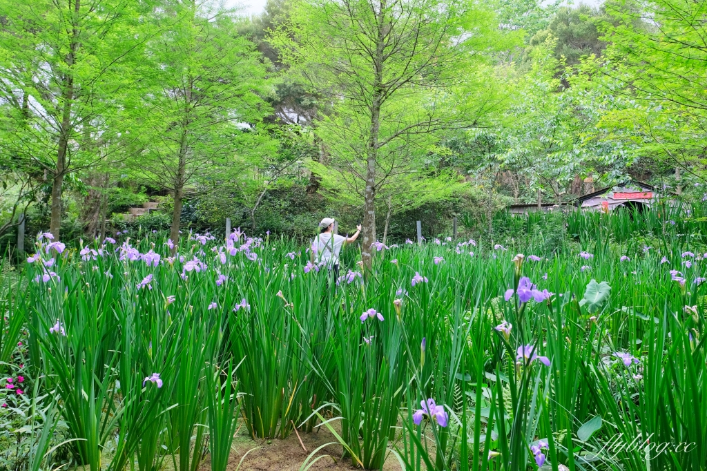 苗栗三義｜卓也小屋渡假園區．鳶尾花季起跑！森林裡的小村落，賞花、美食、藍染 @飛天璇的口袋