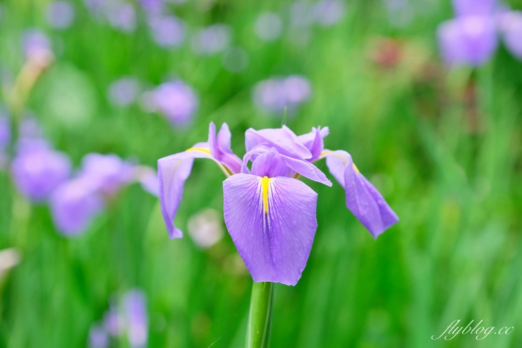 苗栗三義｜卓也小屋渡假園區．鳶尾花季起跑！森林裡的小村落，賞花、美食、藍染 @飛天璇的口袋