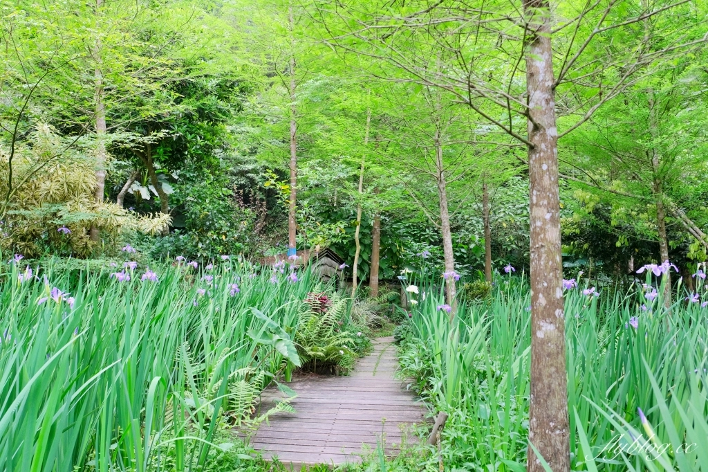 苗栗三義｜卓也小屋渡假園區．鳶尾花季起跑！森林裡的小村落，賞花、美食、藍染 @飛天璇的口袋