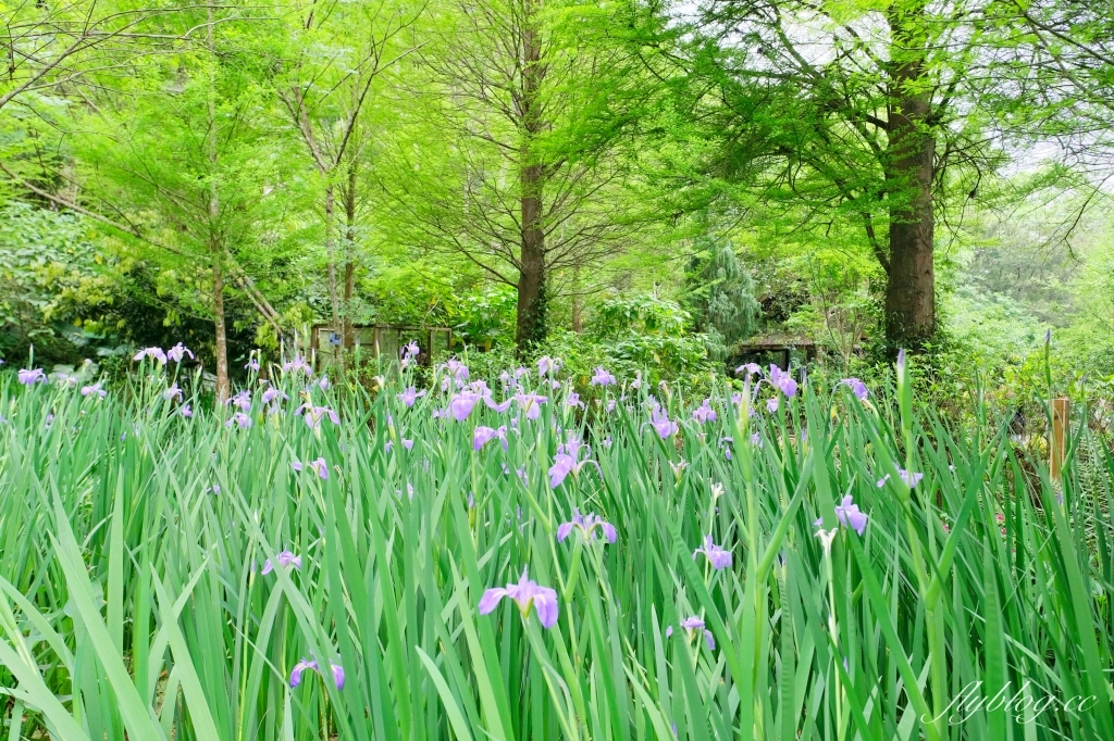 苗栗三義｜卓也小屋渡假園區．鳶尾花季起跑！森林裡的小村落，賞花、美食、藍染 @飛天璇的口袋