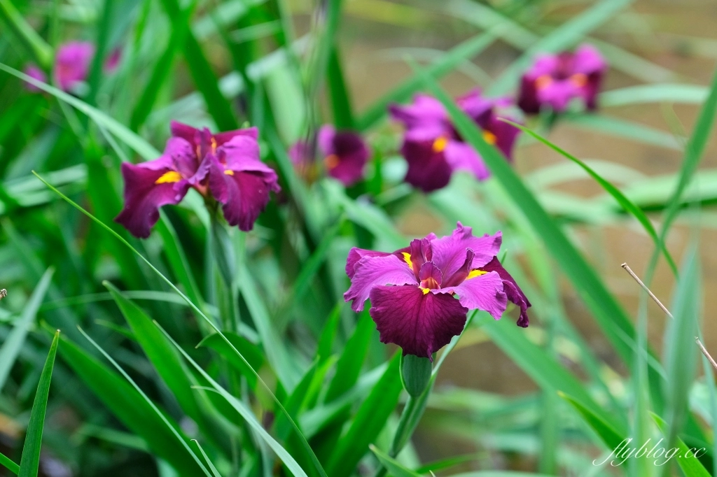 苗栗三義｜卓也小屋渡假園區．鳶尾花季起跑！森林裡的小村落，賞花、美食、藍染 @飛天璇的口袋