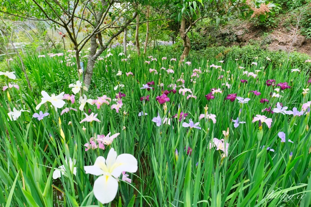 苗栗三義｜卓也小屋渡假園區．鳶尾花季起跑！森林裡的小村落，賞花、美食、藍染 @飛天璇的口袋