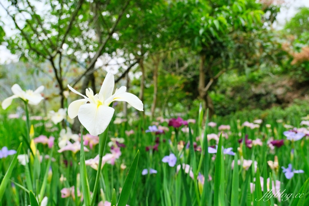 苗栗三義｜卓也小屋渡假園區．鳶尾花季起跑！森林裡的小村落，賞花、美食、藍染 @飛天璇的口袋
