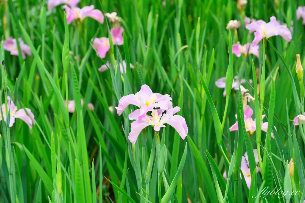 苗栗三義｜卓也小屋渡假園區．鳶尾花季起跑！森林裡的小村落，賞花、美食、藍染 @飛天璇的口袋