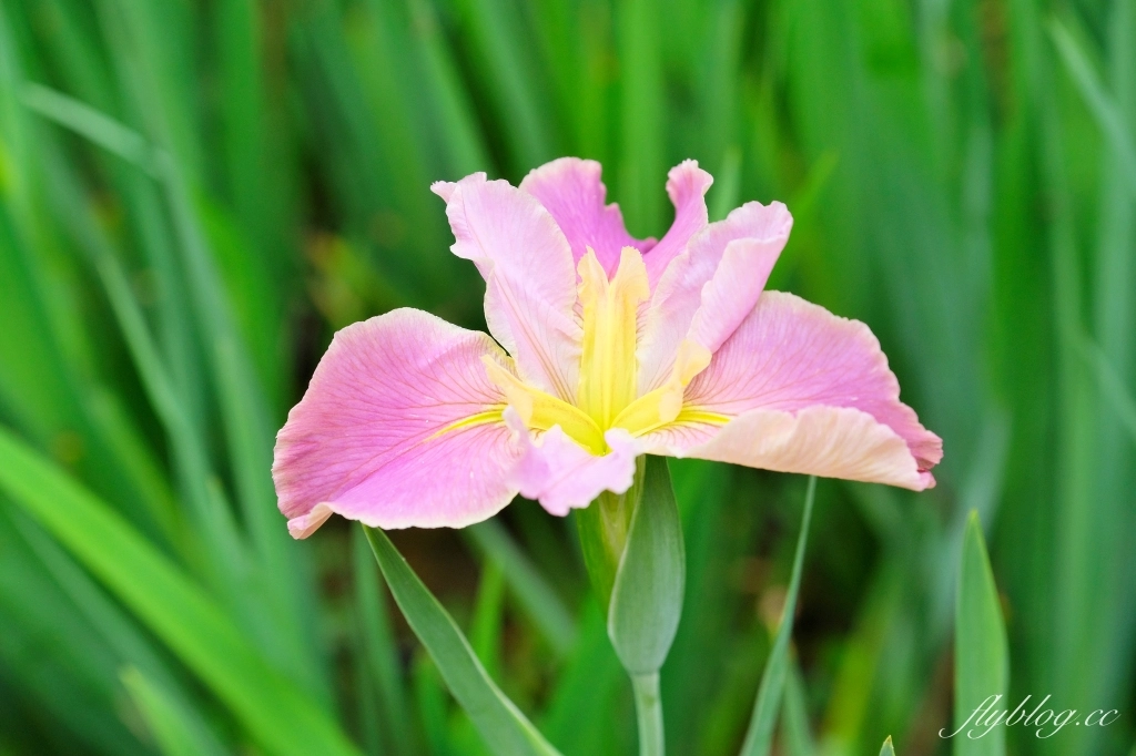 苗栗三義｜卓也小屋渡假園區．鳶尾花季起跑！森林裡的小村落，賞花、美食、藍染 @飛天璇的口袋