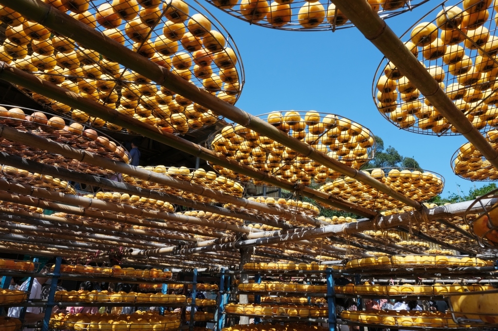 新竹新埔｜味衛佳柿餅教育農園．秋天限定的三合院曬柿子，療癒又好拍的金色浪漫 @飛天璇的口袋